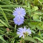 Cichorium endiviaCvet