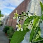 Voacanga grandifolia Floro