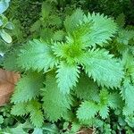 Urtica urens Ліст