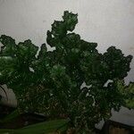 Euphorbia lactea Φύλλο