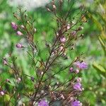 Agalinis tenuifolia Habitus