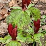 Trillium sessile 形态