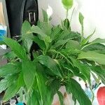 Spathiphyllum wallisii ഇല