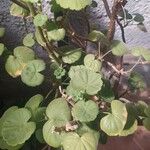 Pelargonium zonale Blomst
