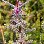 Neobartsia laniflora Folha