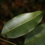 Qualea rosea Leaf