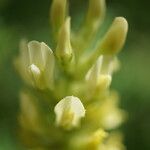 Astragalus cicer Λουλούδι
