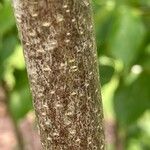 Cornus kousa Bark