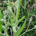 Gutenbergia rueppellii Hoja