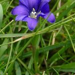 Gentiana pyrenaica Habitat