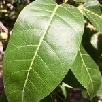 Ficus ingens Leaf