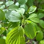 Cornus sanguineaFolio