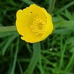 Ranunculus acris Blüte