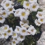 Saxifraga caesia Blüte