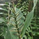 Hedychium gardnerianum ഫലം