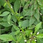 Cleome gynandra Blatt