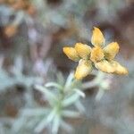 Helichrysum italicum Flor