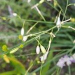 Anthericum ramosum Fula