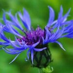 Centaurea montanaFleur