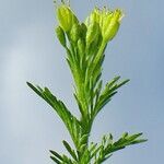 Descurainia sophia Λουλούδι