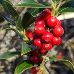 Ilex aquifolium Fruto