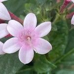 Pentas lanceolata Çiçek