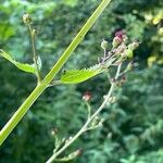 Scrophularia auriculata Sonstige