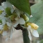 Calyptrochilum emarginatum Λουλούδι