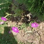 Petunia integrifolia Žiedas