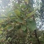 Quercus faginea Folha