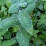 Mentha × villosa Hoja