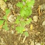 Crataegus marshallii Leaf