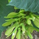 Acer davidii Fleur