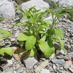 Stevia rebaudiana Habitus