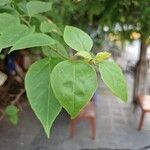 Bougainvillea glabra Лист