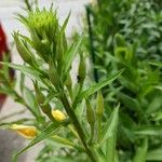 Oenothera parvifloraLapas