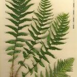 Dryopteris oreades अन्य