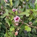 Ipomoea grandifolia