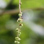 Boehmeria japonica Цветок
