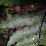 Triplophyllum buchholzii Hoja