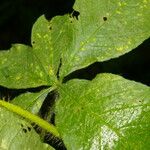 Distimake aegyptius पत्ता