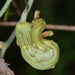 Aristolochia californica Kvet