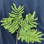 Caesalpinia pluviosa Leaf