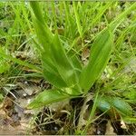 Orchis × angusticruris Leaf