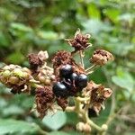 Rubus fruticosus Fruchs