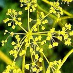 Ferula songarica Çiçek