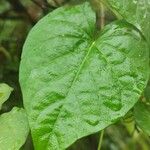 Ipomoea tiliacea Leaf