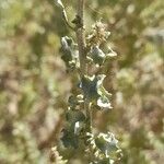 Atriplex crenatifolia Leaf