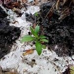 Stevia rebaudiana Leaf