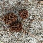 Casuarina equisetifolia Hedelmä